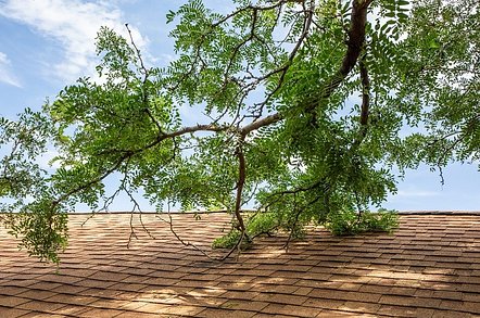 branches_on_roof