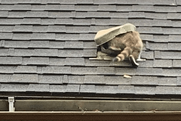 Raccoon Invasion